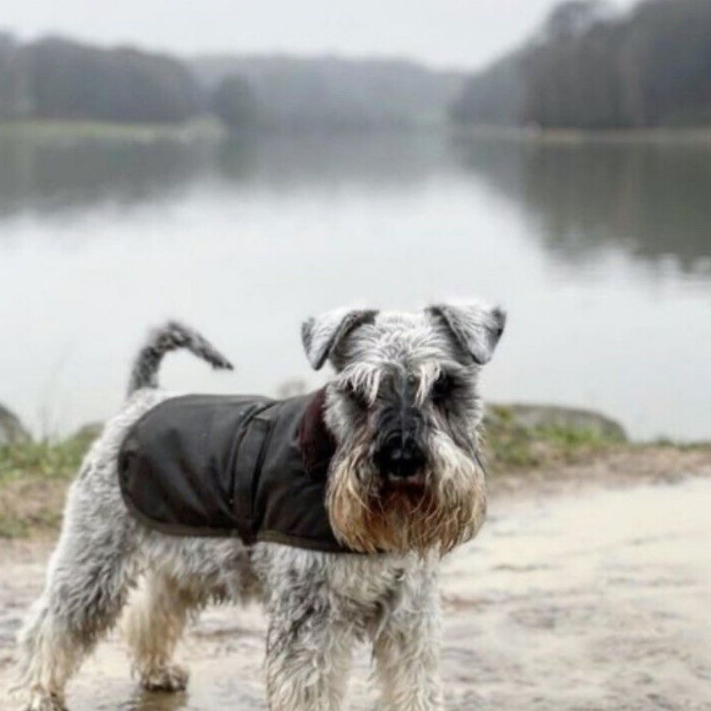 Barbour MATT Waxed Cotton Dog Coat MSRP$110 in Olive British Luxury